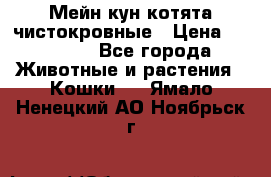 Мейн-кун котята чистокровные › Цена ­ 25 000 - Все города Животные и растения » Кошки   . Ямало-Ненецкий АО,Ноябрьск г.